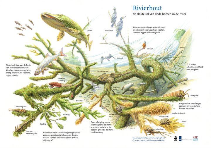 Sleutelrol_van_rivierhout_in_de_natuur1