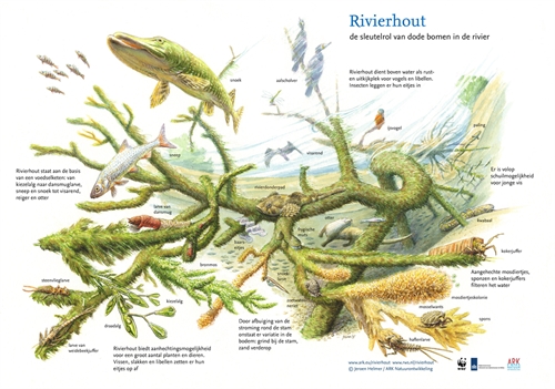 Sleutelrol_van_rivierhout_in_de_natuur1 Sleutelrol_van_rivierhout_in_de_natuur1